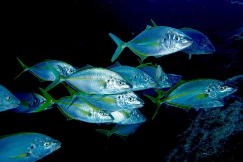 A group of yellowfin mackerel (Pseudocaranx dentex) swimming in the darkness of the sea. Dive site
