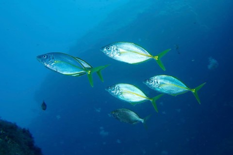 Five yellowfin mackerel (Pseudocaranx dentex) swim together in clear blue water. Dive site Montana