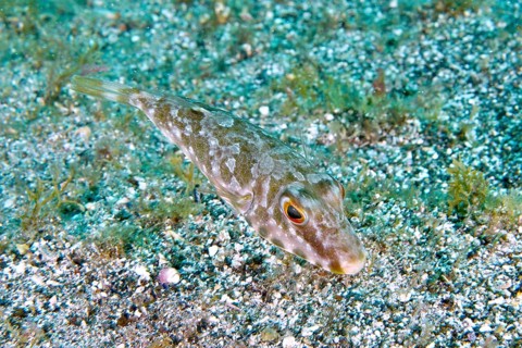 A pearled pufferfish (Sphoeroides spengleri) swims close to the sandy seabed. Dive site Montana
