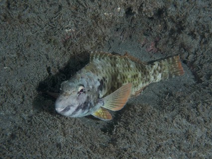 A Mediterranean parrotfish (Sparisoma cretense) lies on the sandy bottom at night. Dive site Playa,