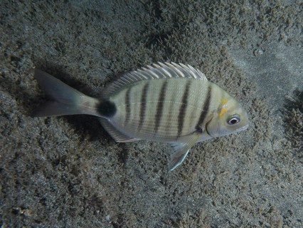 A striped fish, goat bream (Diplodus sargus cadenati), in front of a sandy seabed. Dive site Playa,