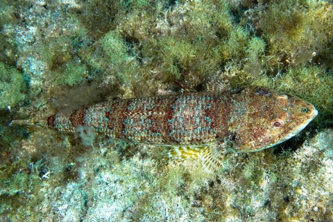 A diamond lizardfish (Synodus synodus), whose colouring is well adapted to its surroundings, rests
