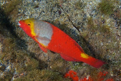A colourful fish with red and yellow scales, Mediterranean parrotfish (Sparisoma cretense), swims
