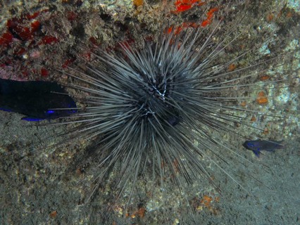 A spiny diademed sea urchin (Diadema antillarum) sits on a reef. Dive site Playa, Los Cristianos,