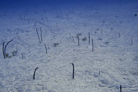 Thin eels, Brown garden eels (Heteroconger longissimus), protrude from the sandy seabed and move
