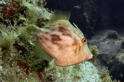 A brown filefish (Stephanolepis hispidus) swims near the algae-covered seabed in clear water. Dive