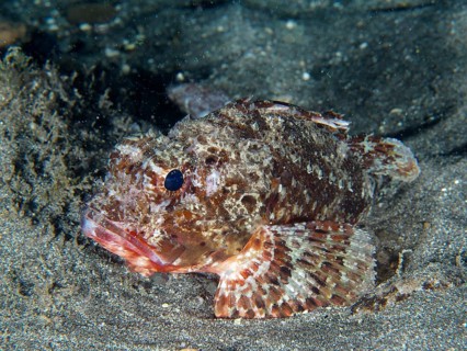 Close-up of a scorpionfish, Black scorpionfish (Scorpaena porcus), on a sandy bottom, well adapted