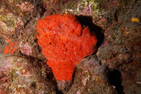 Bright red sea sponge, blood sponge (Batzella inops), grows out of a rock in the colourful