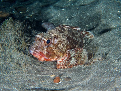 A Black scorpionfish (Scorpaena porcus) lies on the sandy seabed at night. Dive site Playa, Los