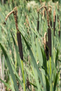 Cattail (Typha) at a pond, aquatic plant and marsh plant, North Rhine-Westphalia, Germany