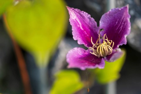 Clematis flower, colour pink, single flower, North Rhine-Westphalia, Germany