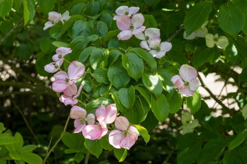 Flowering dogwood (Cornus kousa), several pink flowers, North Rhine-Westphalia, Germany