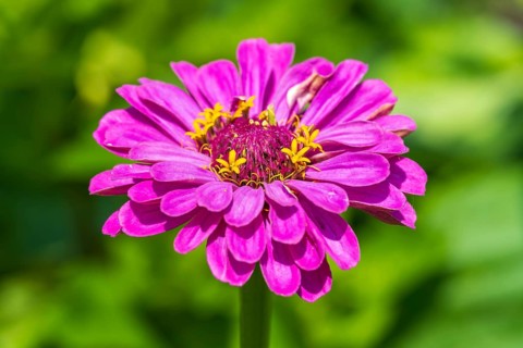Garden zinnia, zinnia (Zinnia elegans), colour pink, single flower, North Rhine-Westphalia, Germany