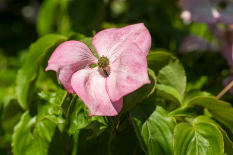 Flowering dogwood (Cornus kousa), single pink flower, North Rhine-Westphalia, Germany