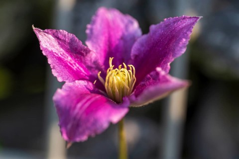 Clematis flower, single flower, pink, North Rhine-Westphalia, Germany