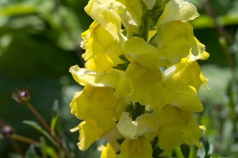 Yellow snapdragon (Linaria vulgaris), common toadflax, North Rhine-Westphalia, Germany