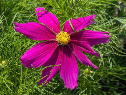 Ornamental basket (Cosmea), single flower, pink, North Rhine-Westphalia, Germany