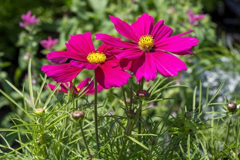 Ornamental basket (Cosmea), two flowers, pink, North Rhine-Westphalia, Germany