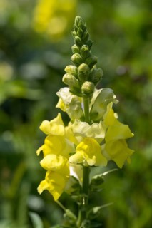 Yellow snapdragon (Linaria vulgaris), common toadflax, North Rhine-Westphalia, Germany