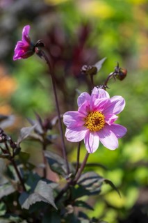 Flowering dahlia (Dahlia) colour pink, two flowers, North Rhine-Westphalia, Germany