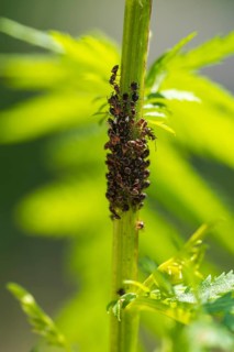 Aphids and ants on the stem of a flower, North Rhine-Westphalia, Germany