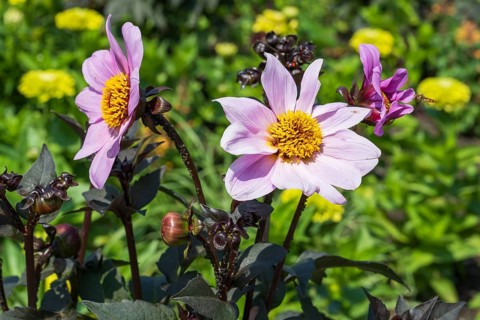 Two flowering dahlias (Dahlia) colour pink, two flowers, North Rhine-Westphalia, Germany