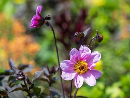 Flowering dahlia (Dahlia) colour pink, two flowers, North Rhine-Westphalia, Germany