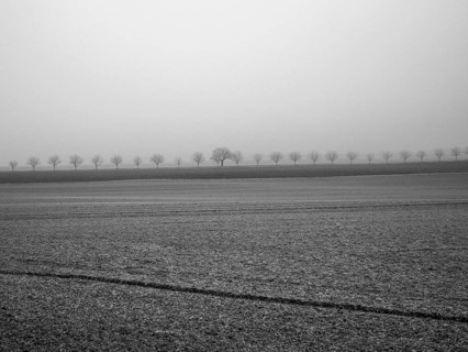 A peaceful winter morning features a thick fog that blankets the landscape, revealing silhouettes