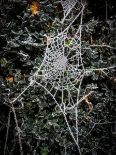 Delicate spider web, coated in frost, glistens under the bright winter sun. It hangs gracefully