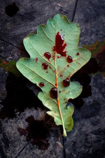An oak leaf lies on a dark surface, enhanced by striking red droplets that resemble blood. The