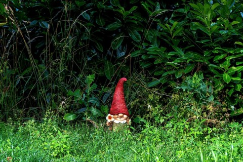 A charming ceramic garden gnome with a red hat sits among tall grass and vibrant foliage in a