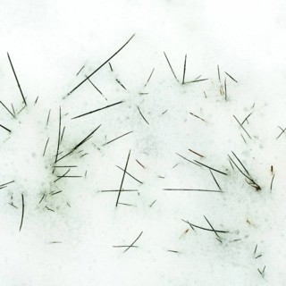 Serene winter landscape showcases scattered pine needles on a soft blanket of freshly fallen snow,