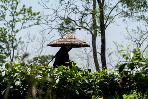 Tea estate workers plucking tea leafs using umbrellas at a tea estate during a hot summer day, in