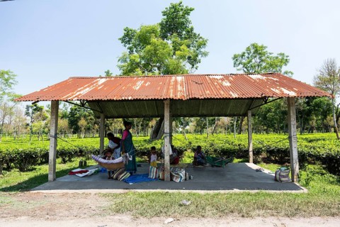 Tea estate workers plucking tea leafs as day care workers taking care of their children at a tea