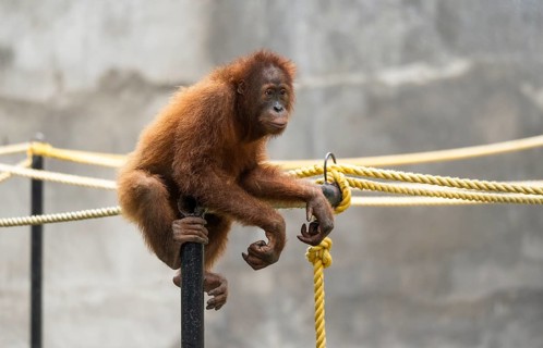 An orangutan sits on a metal bar inside its enclosure at Assam State Zoo in Guwahati, India, on