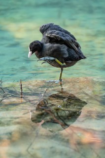 Eurasian Coot at the Hintersee near Ramsau in Berchtesgadener Land washing and a reflection in the