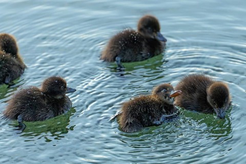 Ducklings in the clear water of the Hintersee near Ramsau in the morning. Water pearls on the