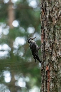 Three-toed woodpecker foraging in the Bavarian Alps
