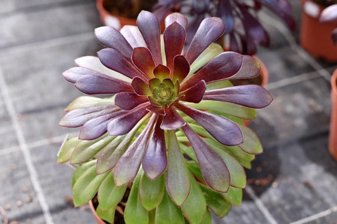 Close up of 'Aeonium Arboreum' succulent with green and dark purple leaves. Decorative