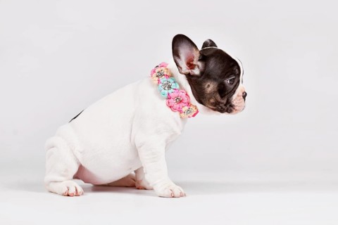 Pied French Bulldog dog puppy with woven flower collar