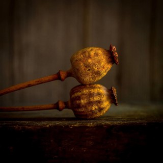 Two dried poppy seed heads are elegantly positioned with their stems intertwined, showcasing their