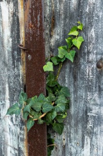 A healthy ivy plant thrives as it climbs through the cracks of weathered wood and rusty metal,