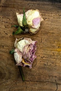 Two dried pink roses rest on a weathered wooden surface, showcasing their delicate petals and hints