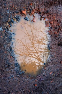 A puddle reflects a bare tree above, surrounded by muddy soil and scattered stones. The scene