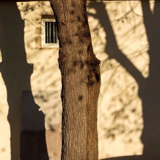 A large tree casts intricate shadows on a weathered wall, illuminated by the warm light of the
