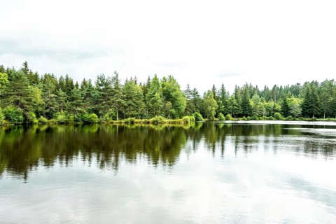 A peaceful lakeside scene showcases vibrant green trees surrounding a serene body of water. Puy de