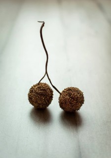 Two small, round dried pods are connected by a thin string. They lie on a light-colored, textured