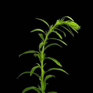 The vibrant green plant showcases its tall stem and delicate, elongated leaves against a dark