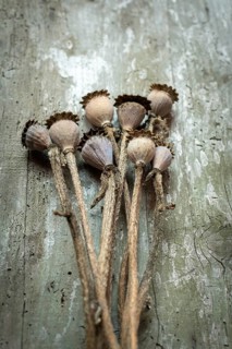 Dried poppy seed heads are arranged in a delicate cluster on a weathered wooden surface,