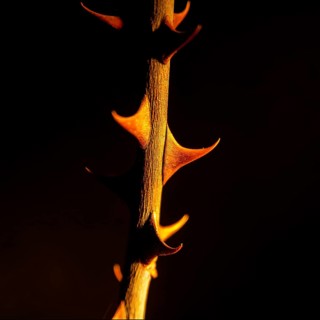 This close-up shot captures a thorny plant with striking detail, showcasing the unique shapes and